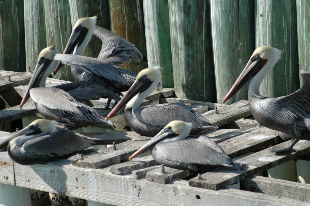 A group of pelicans sitting on a dock.