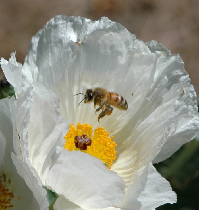 A bee on a white flower.