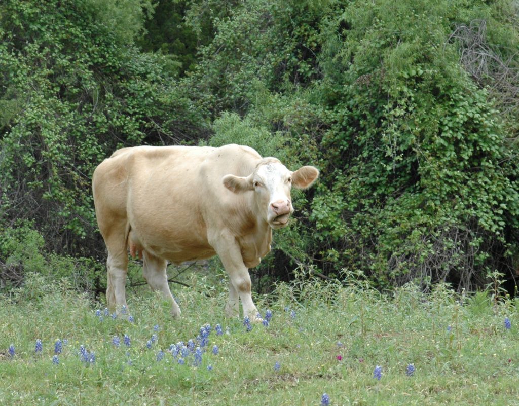 A cow standing in a field.