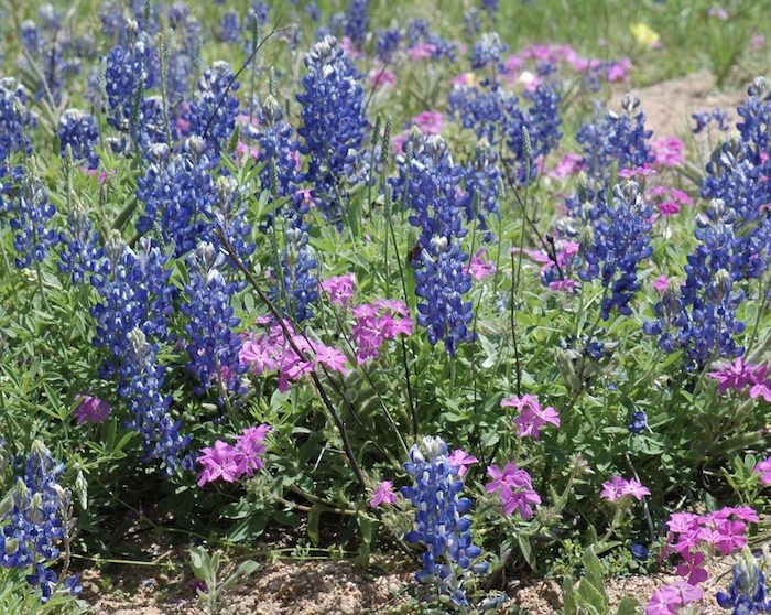 A field of bluebonnets and pink flowers.