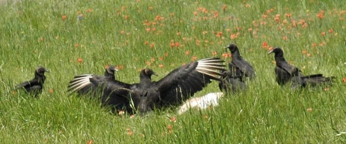 A group of black vultures in a grassy field.