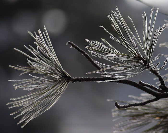 A close up of a pine tree with frost on it.