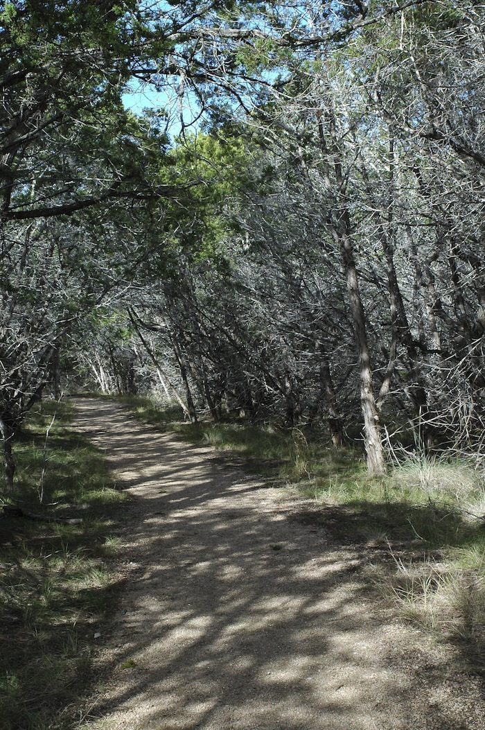 A dirt path surrounded by trees in a wooded area.