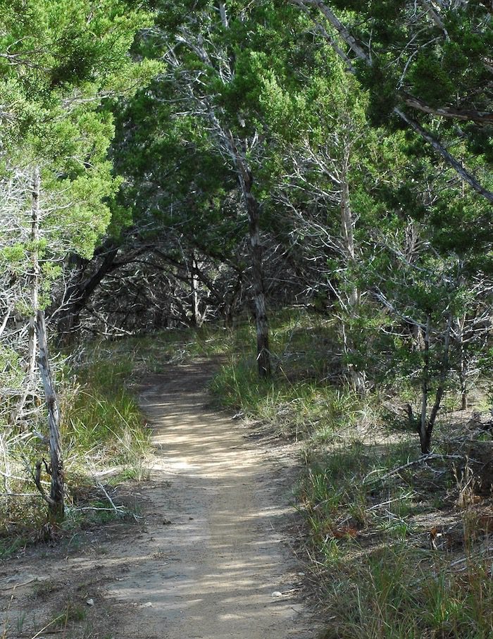 A dirt trail surrounded by trees and bushes.