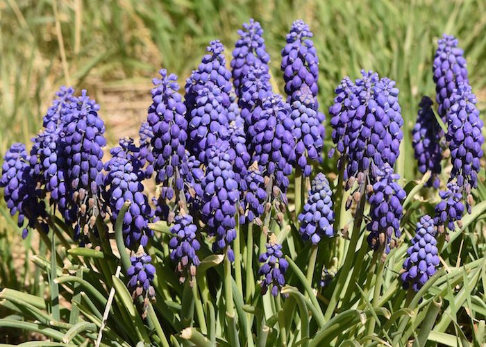 A bunch of purple flowers are growing in a field.