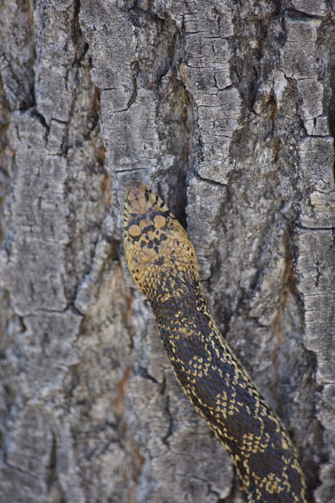 A rattlesnake crawling on the bark of a tree.