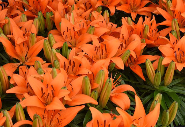 Orange lilies blooming in a garden.