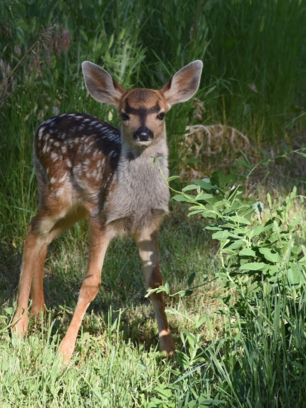 A fawn fawn fawn fawn fawn fa.