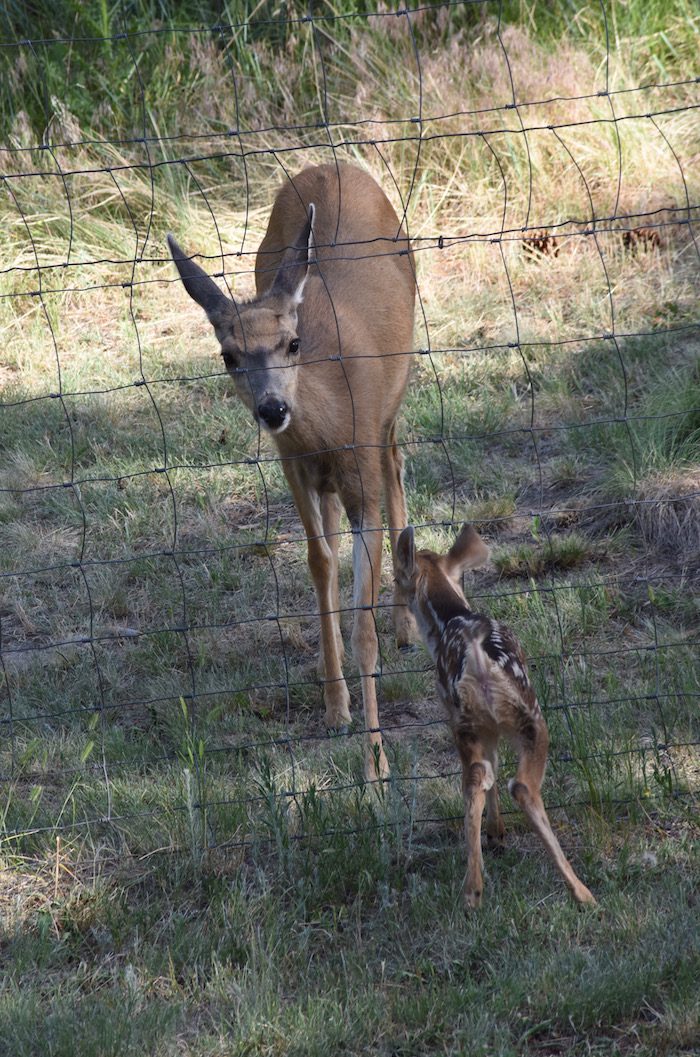 A deer and a fawn standing next to a fence.