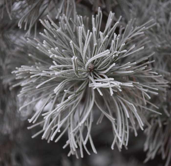 A close up of a pine tree with frost on it.