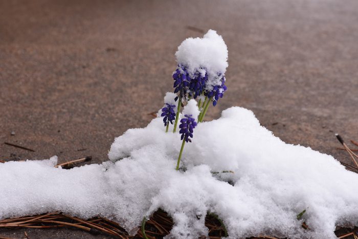 A purple flower sits on top of a pile of snow.