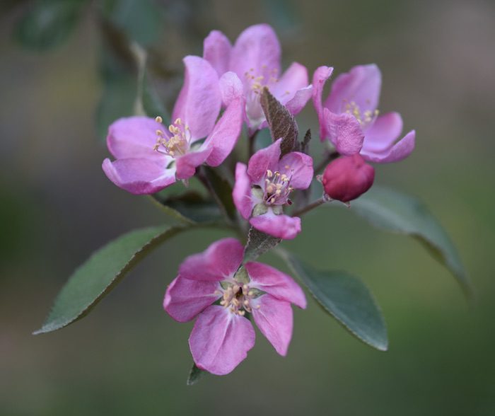 A close up of pink flowers on an apple tree.