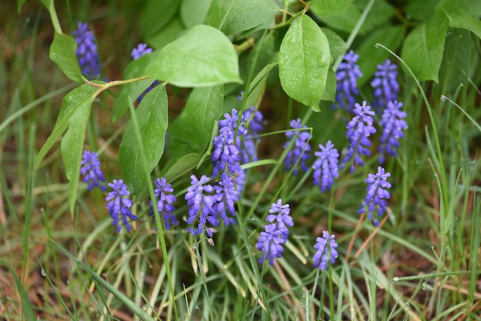 A group of blue flowers growing in the grass.