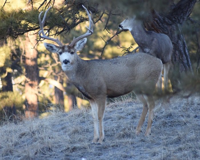 Two deer standing next to each other in the woods.