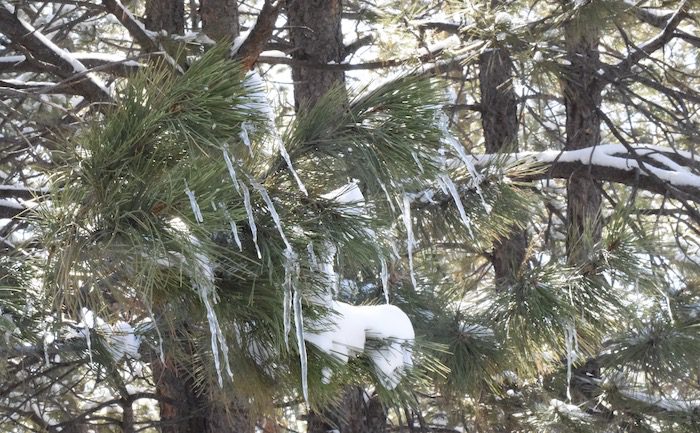 Icicles hanging from a pine tree in the snow.