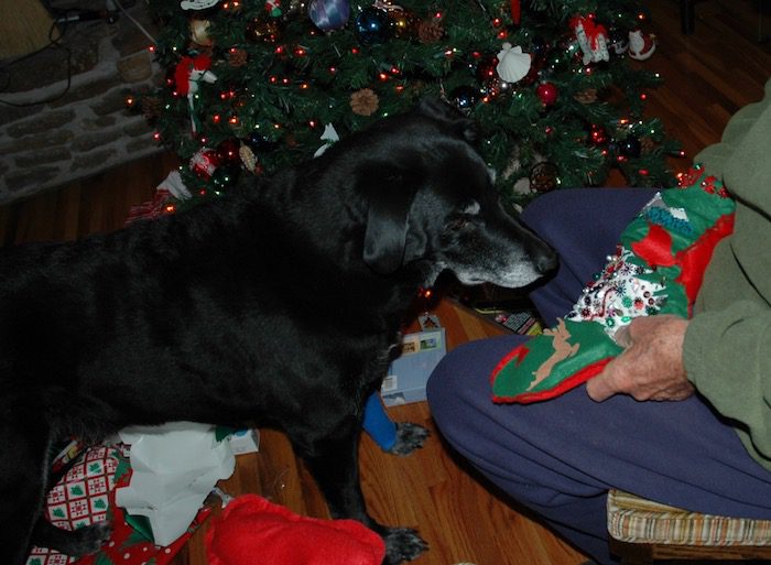 A black dog is sitting in front of a christmas tree.