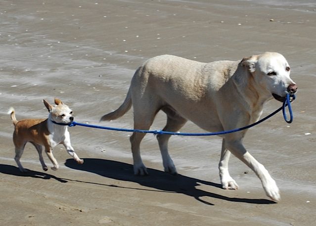 A large dog walking a small dog on a leash.