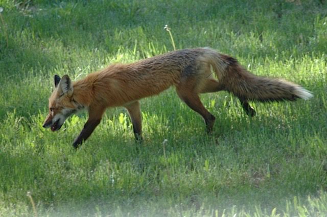 A red fox walking through a grassy field.