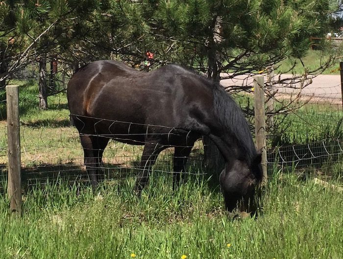 A black horse grazing in the grass next to a fence.