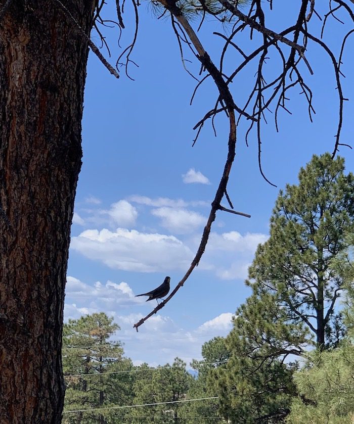 A bird perched on a branch of a tree.