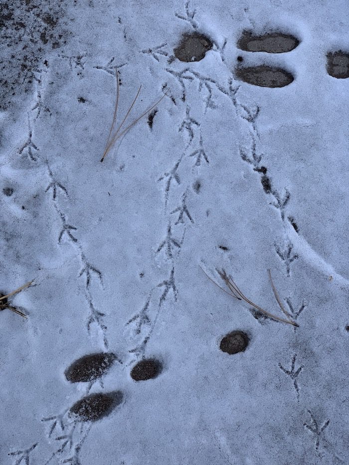 Bird tracks in the snow.