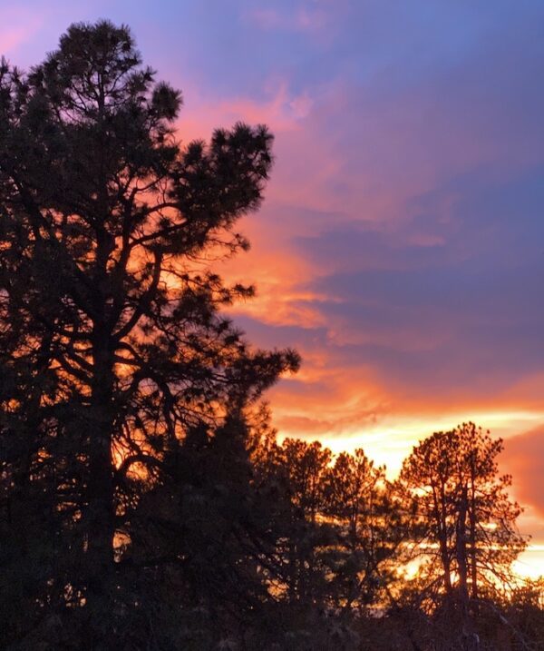 A sunset over a pine tree in a wooded area.