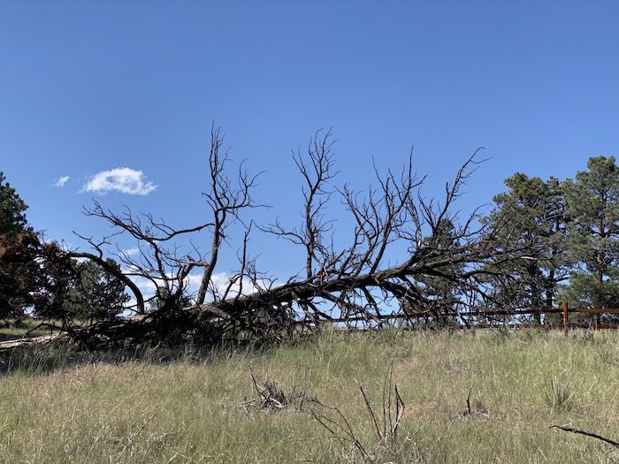 A dead tree in the middle of a grassy field.