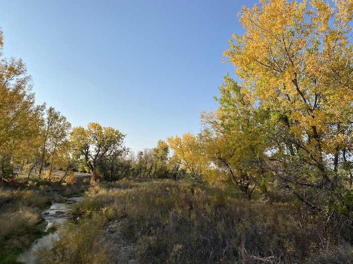 A stream with yellow leaves and trees in the background.