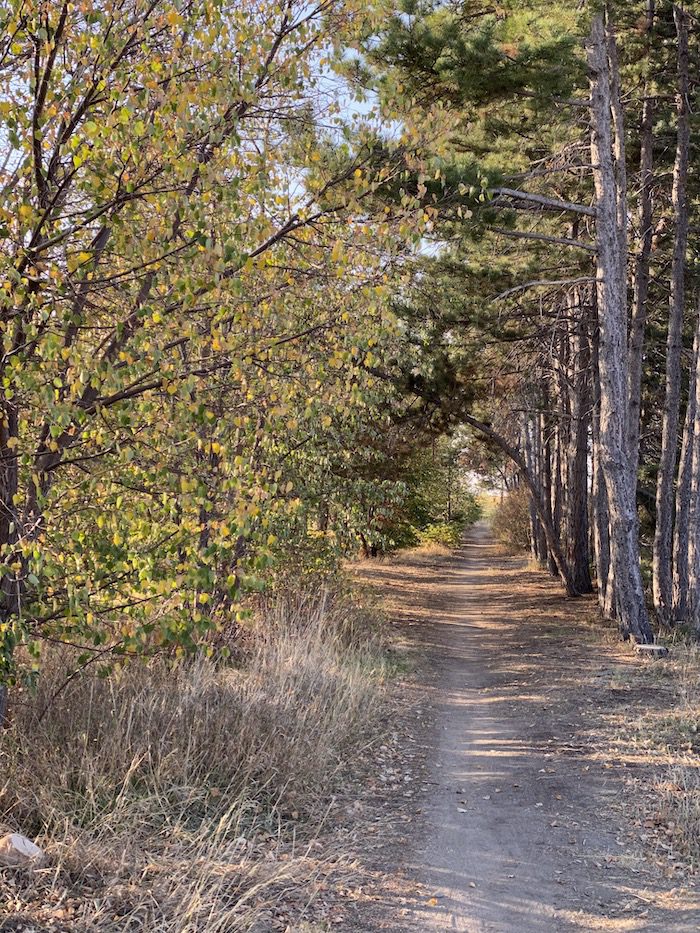 A dirt road lined with trees in a wooded area.