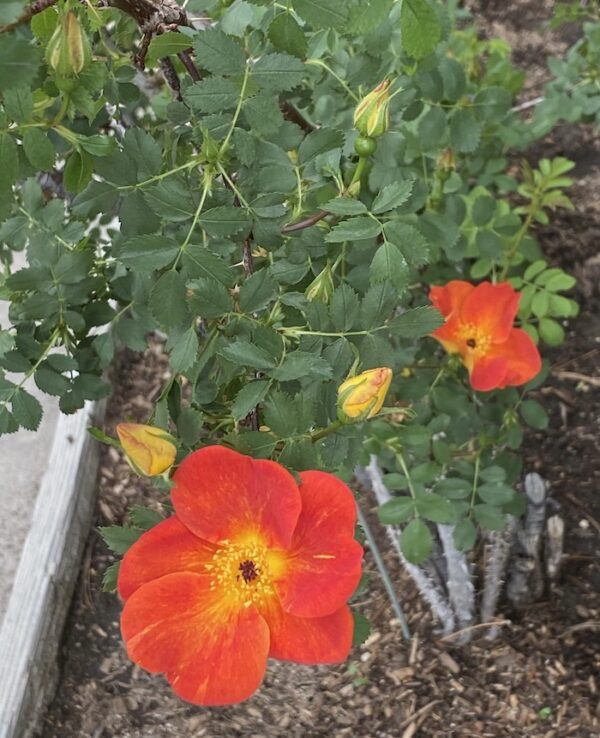 Two orange roses are growing in a garden.