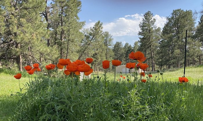 A field of orange poppies in the middle of a wooded area.