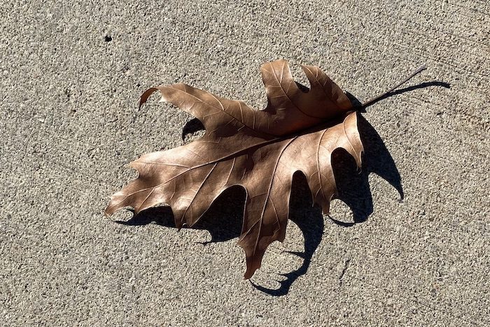 A brown leaf is laying on the ground.