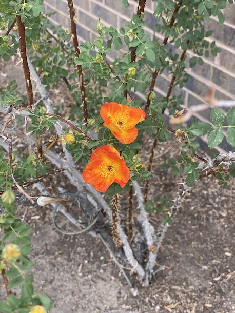 Two orange flowers on a bush next to a brick wall.