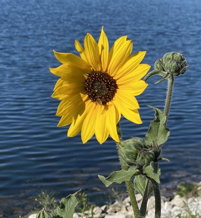 A sunflower in front of a body of water.