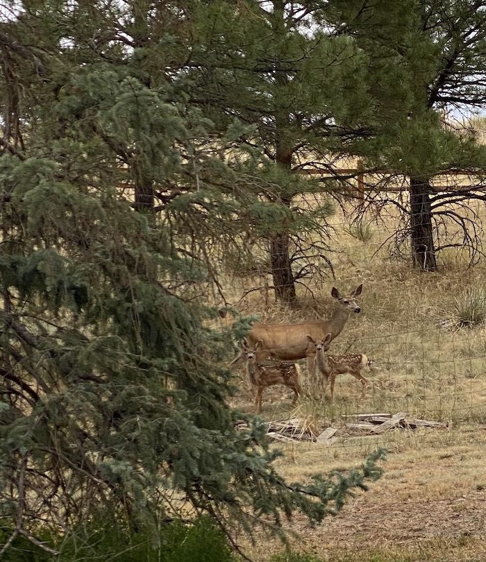 A deer and her fawn standing in a field.