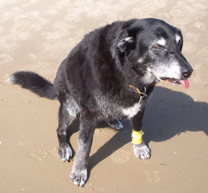 A black dog sitting on the sand.