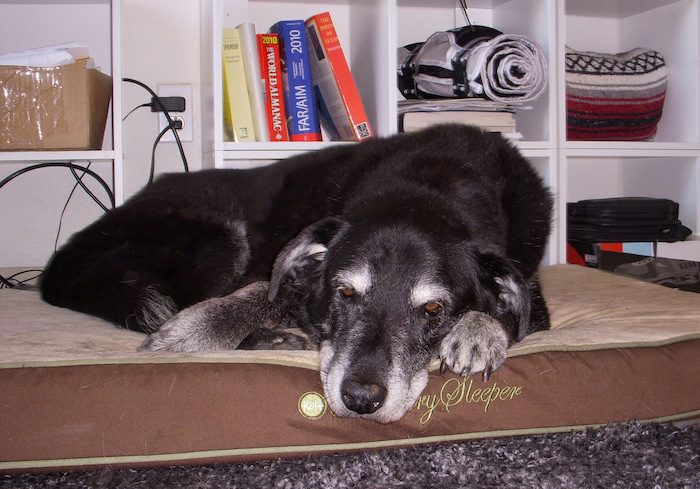A dog laying on a dog bed.