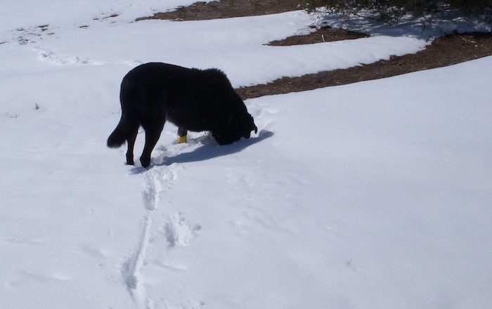 A black dog is walking in the snow.