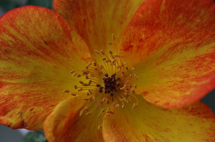 A close up of an orange and yellow rose.