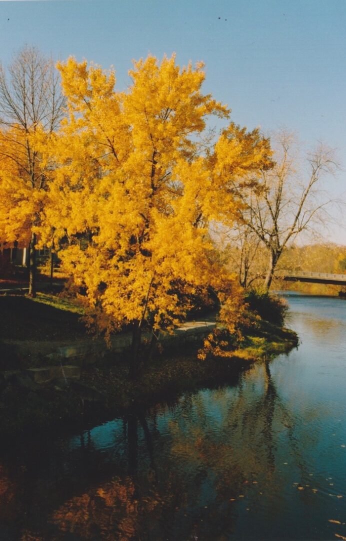 A yellow tree next to a lake.