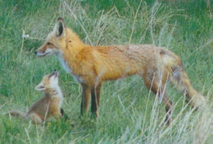 A mother fox and her cub in a grassy field.