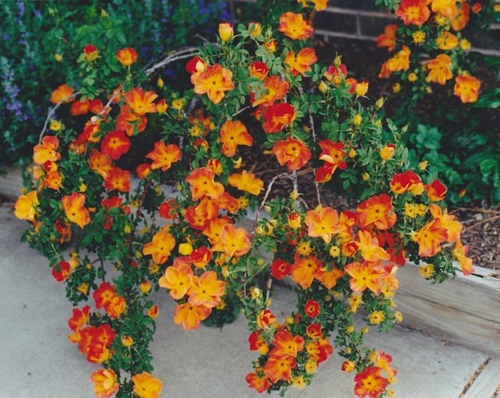 Orange and yellow flowers on a bush in front of a house.
