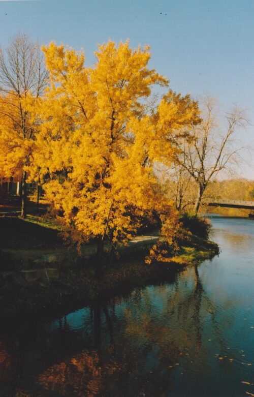 A yellow tree next to a body of water.