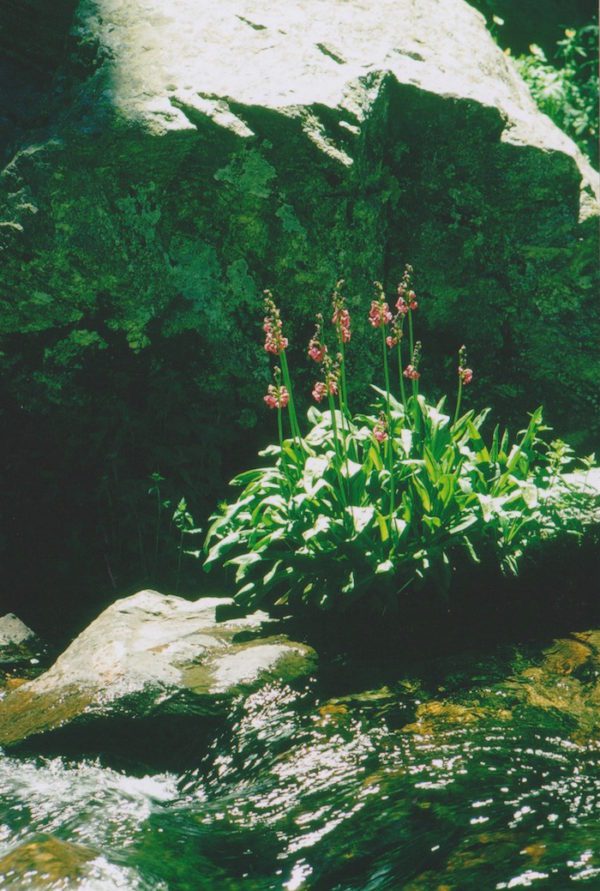 A stream with rocks and flowers in it.