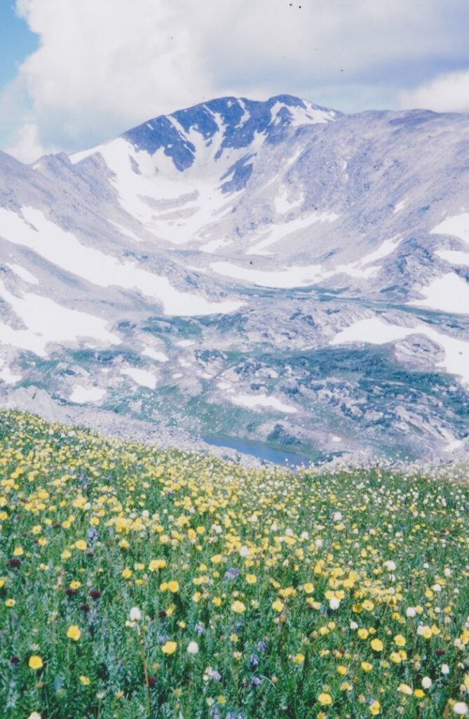 A meadow with wildflowers and mountains in the background.