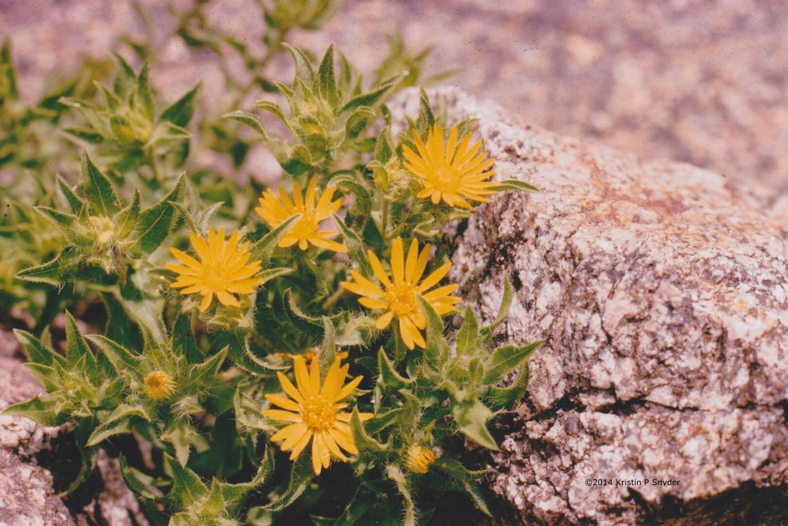 Closeup shot of flowers beside a rock