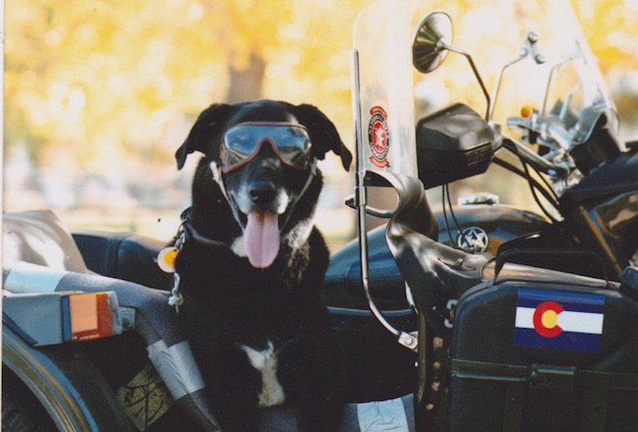 A dog wearing goggles sits on a motorcycle with the colorado flag.