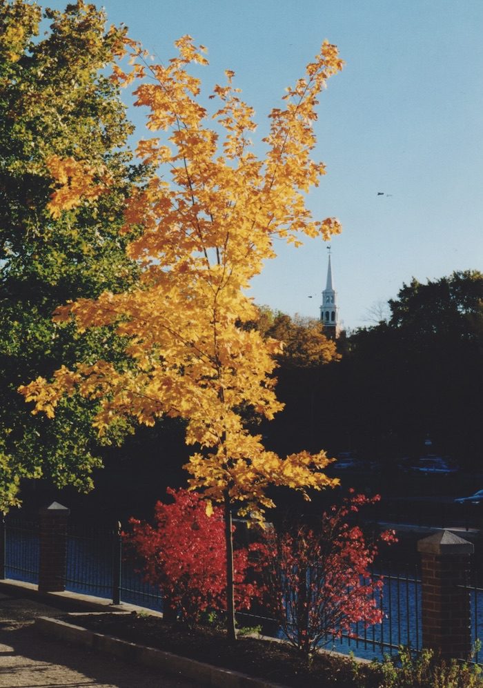 A tree with yellow leaves in front of a river.