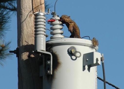 A squirrel is sitting on top of a power pole.