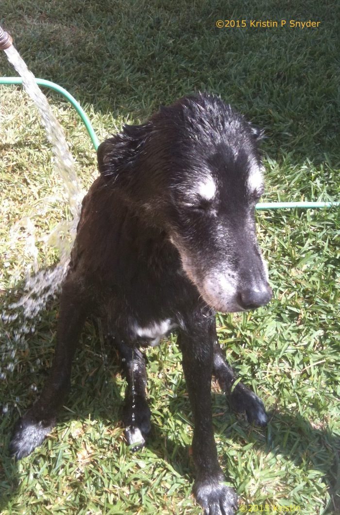 A black dog is being sprayed by a hose.